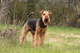 AIREDALE TERRIER 368